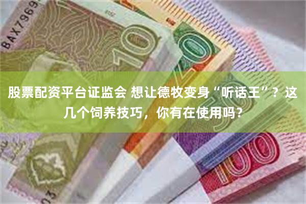 股票配资平台证监会 想让德牧变身“听话王”？这几个饲养技巧，你有在使用吗？